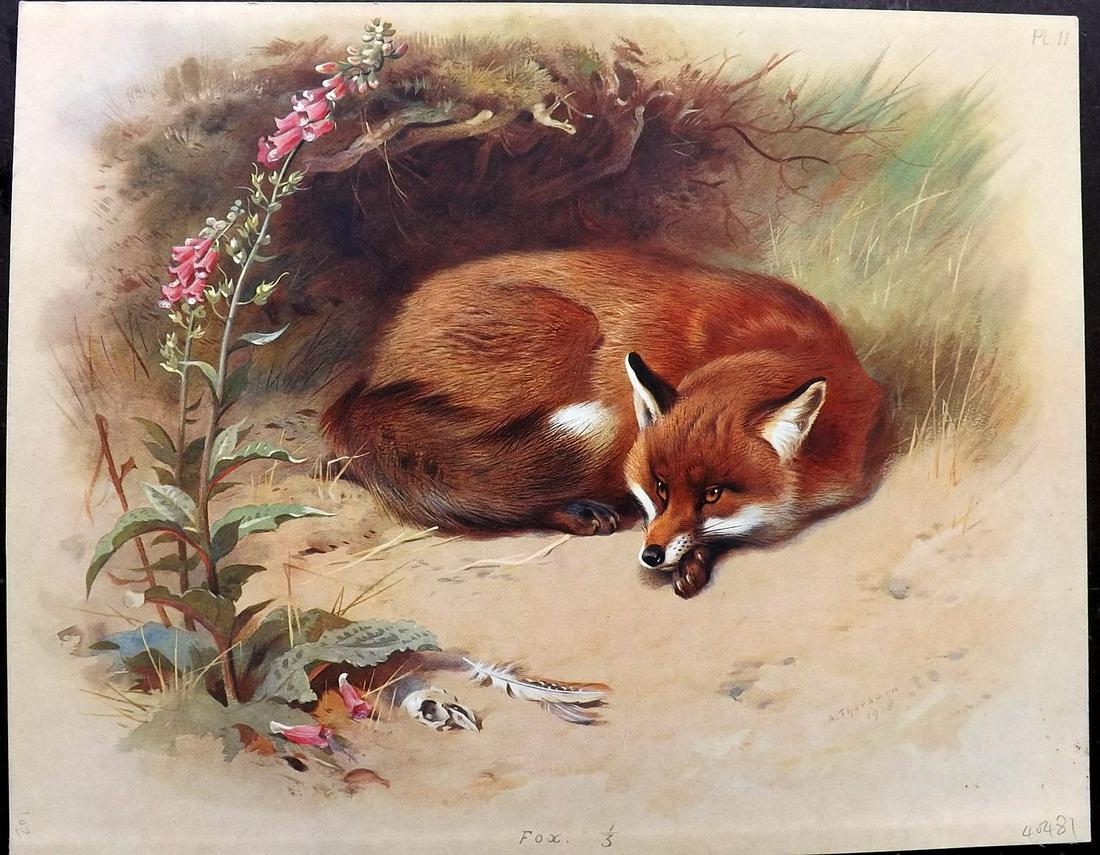 Thorburn, Archibald 1920 Rare Folio Print. Fox (1 of 2)