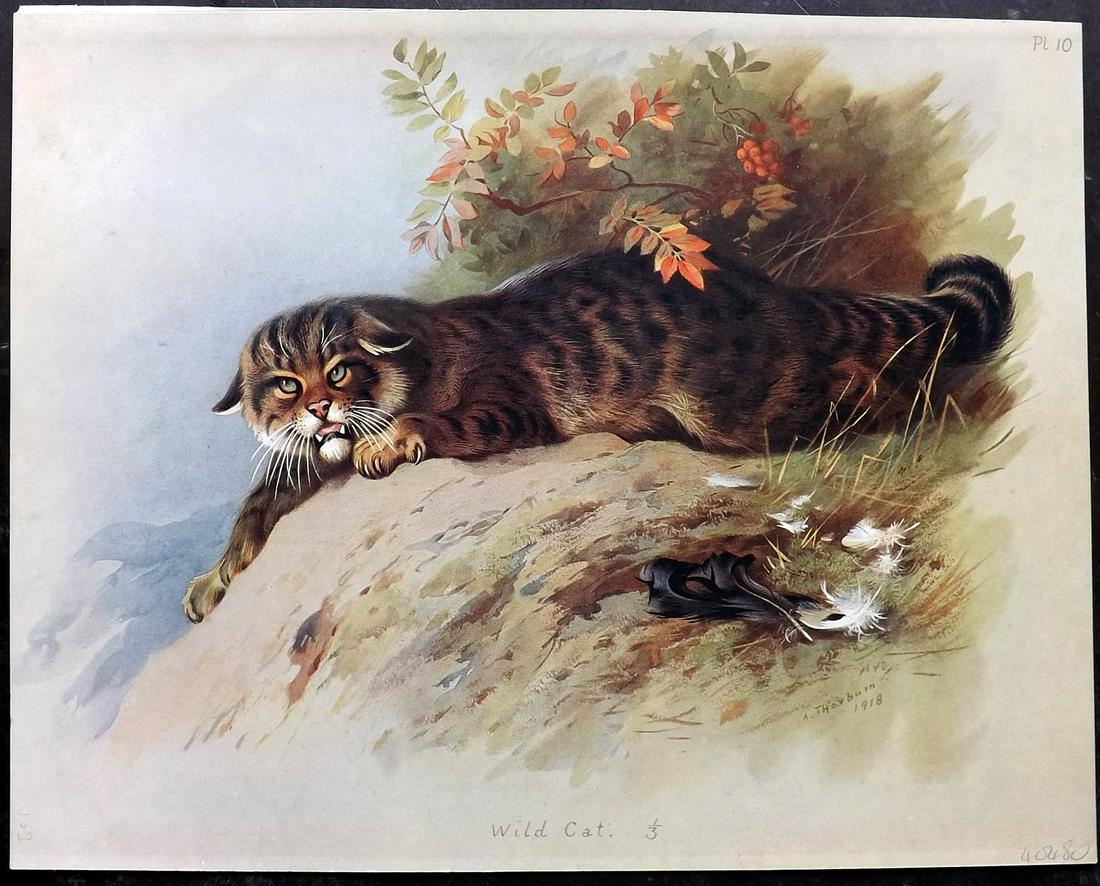 Thorburn, Archibald 1920 Rare Folio Print. Wild Cat (1 of 2)