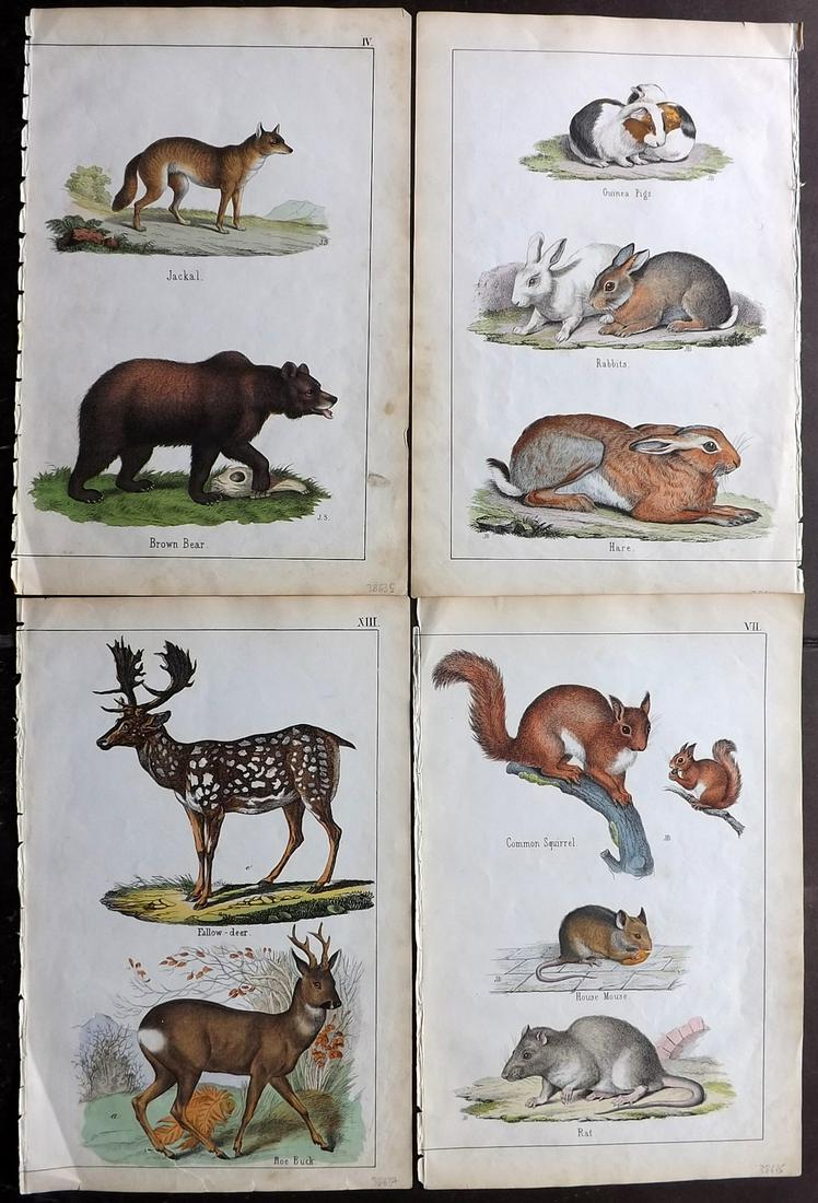 White, Adam 1859 Lot of 4 HC Prints. Dear Bear Rabbits (1 of 2)