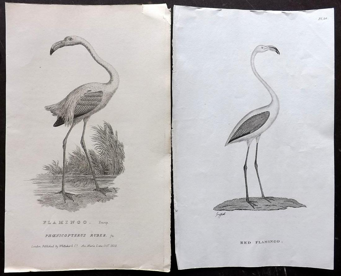 Flamingo C1810-29 Pair of Bird Prints by Cuvier & Shaw (1 of 2)