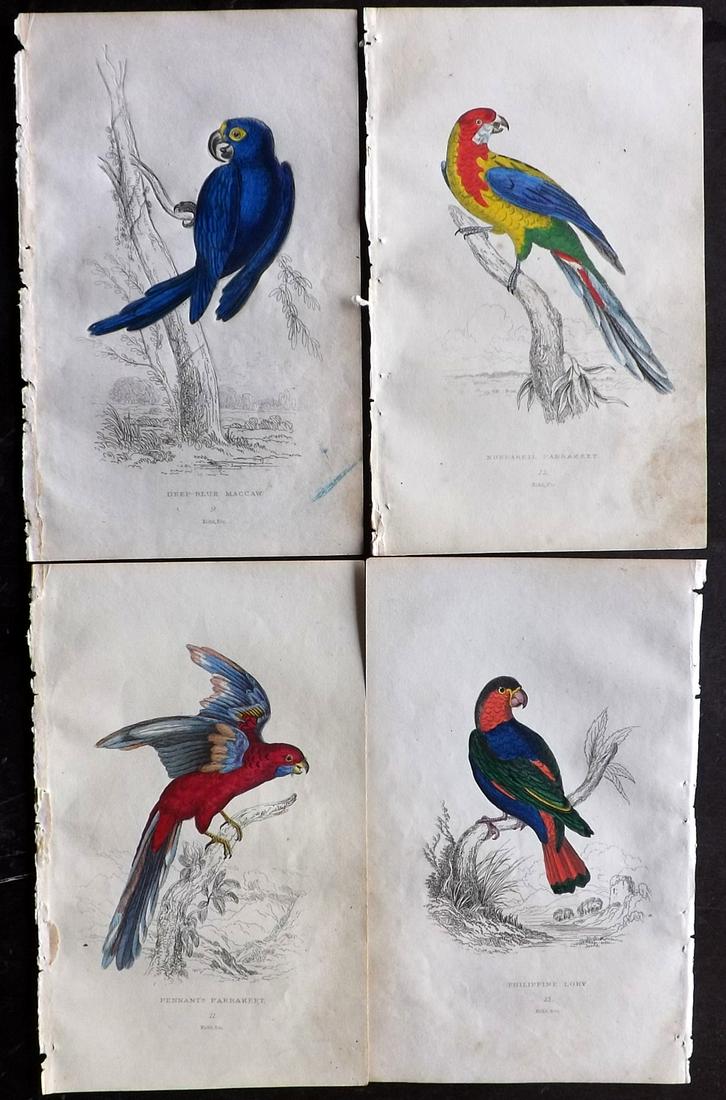 Lauder, Brown & Kidd 1833 Lot of 4 HCol Parrot Prints (1 of 2)