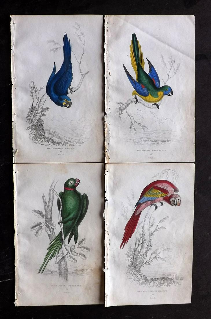 Lauder, Brown & Kidd 1833 Lot of 4 HCol Parrot Prints (1 of 2)