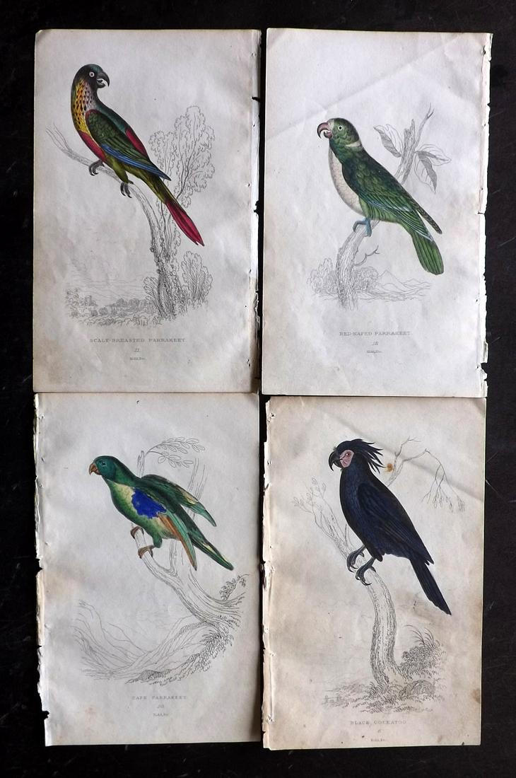 Lauder, Brown & Kidd 1833 Lot of 4 HCol Parrot Prints (1 of 2)