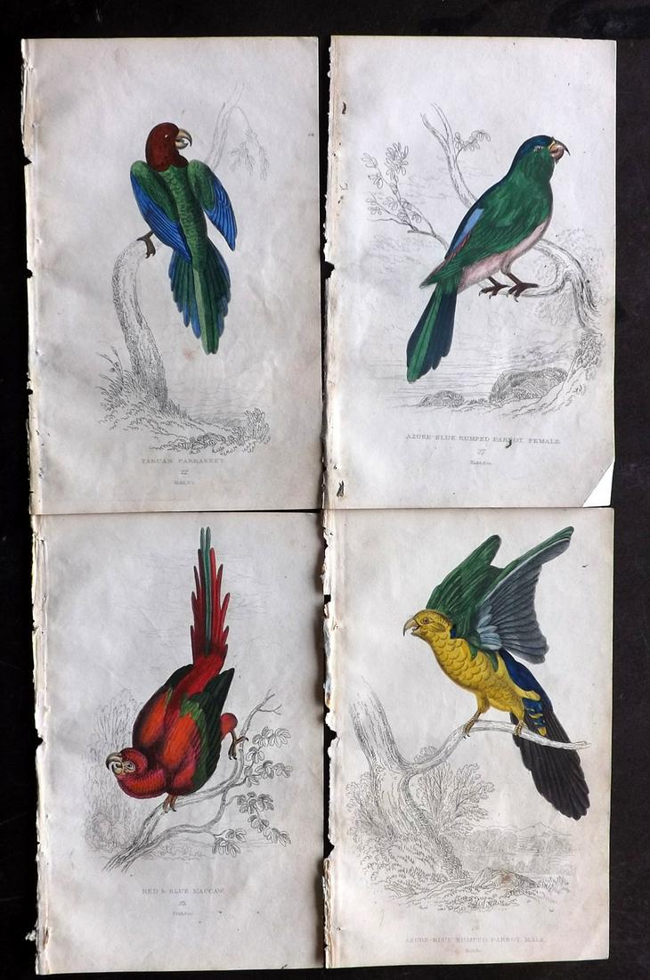 Lauder, Brown & Kidd 1833 Lot of 4 HCol Parrot Prints (1 of 2)