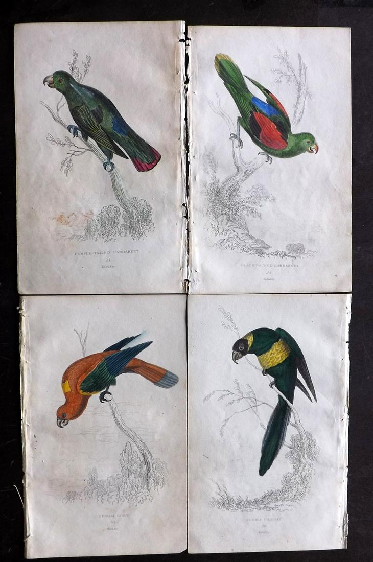 Lauder, Brown & Kidd 1833 Lot of 4 HCol Parrot Prints (1 of 2)