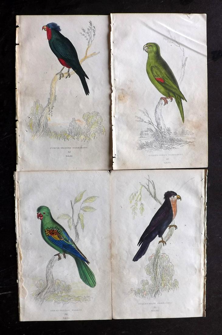 Lauder, Brown & Kidd 1833 Lot of 4 HCol Parrot Prints (1 of 2)