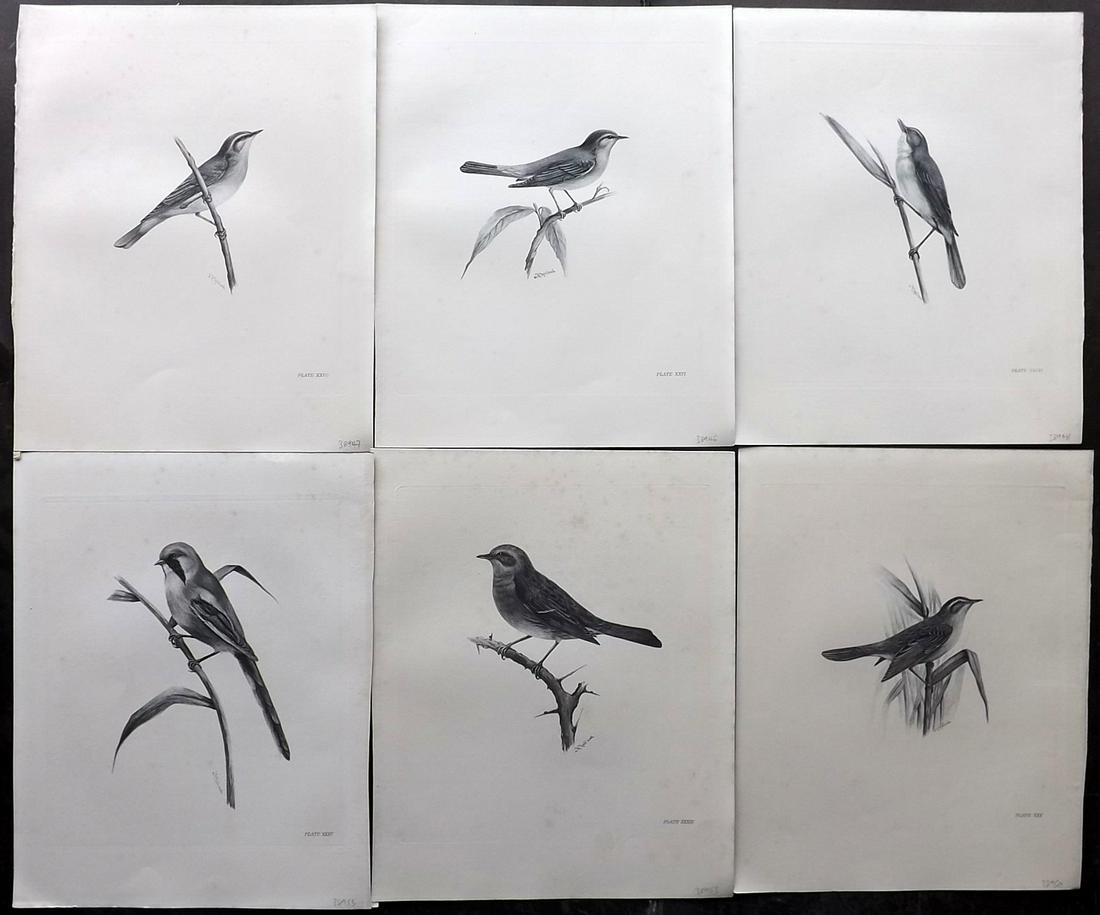 Medland & Stonham C1910 Lot of 6 Antique Birds Prints: Photgravures Published 1906-11, London for "The Birds of the British Islands" by Charles Stonham. Illustrated by Lilian M. Medland. Paper Size: 12.5 x 10 inch (32 x 25cm) Very minor background toning.