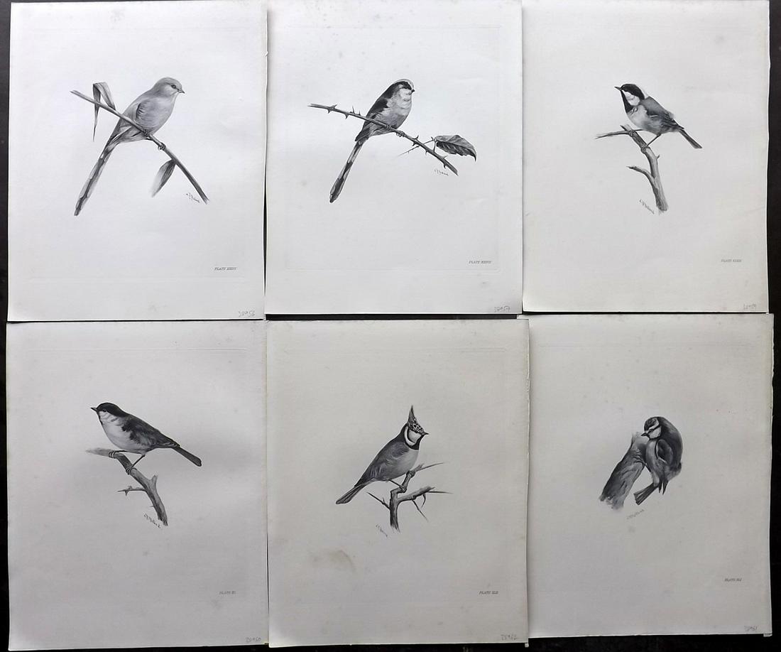 Medland & Stonham C1910 Lot of 6 Antique Birds Prints: Photgravures Published 1906-11, London for "The Birds of the British Islands" by Charles Stonham. Illustrated by Lilian M. Medland. Paper Size: 12.5 x 10 inch (32 x 25cm) Very minor background toning.