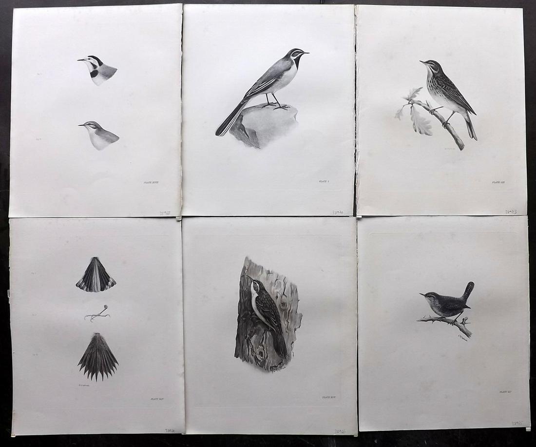 Medland & Stonham C1910 Lot of 6 Antique Birds Prints: Photgravures Published 1906-11, London for "The Birds of the British Islands" by Charles Stonham. Illustrated by Lilian M. Medland. Paper Size: 12.5 x 10 inch (32 x 25cm) Very minor background toning.