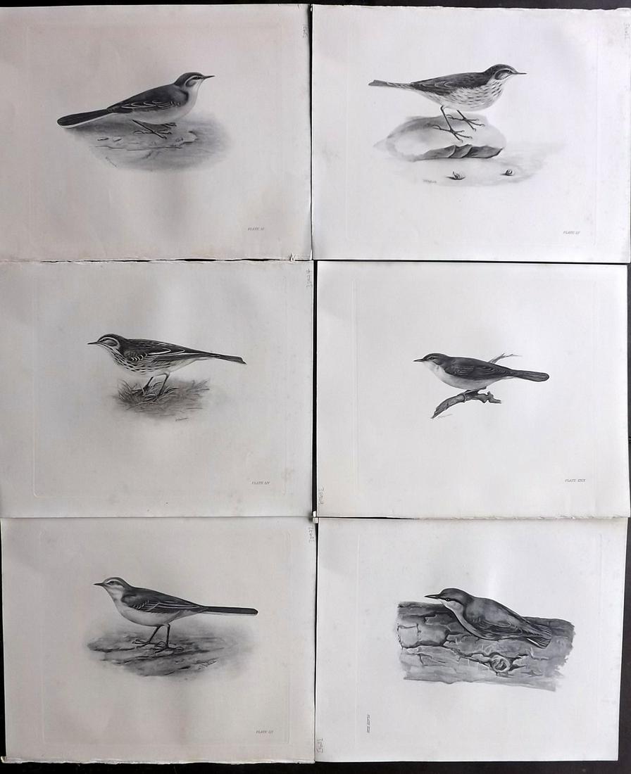Medland & Stonham C1910 Lot of 6 Antique Birds Prints: Photgravures Published 1906-11, London for "The Birds of the British Islands" by Charles Stonham. Illustrated by Lilian M. Medland. Paper Size: 12.5 x 10 inch (32 x 25cm) Very minor background toning.