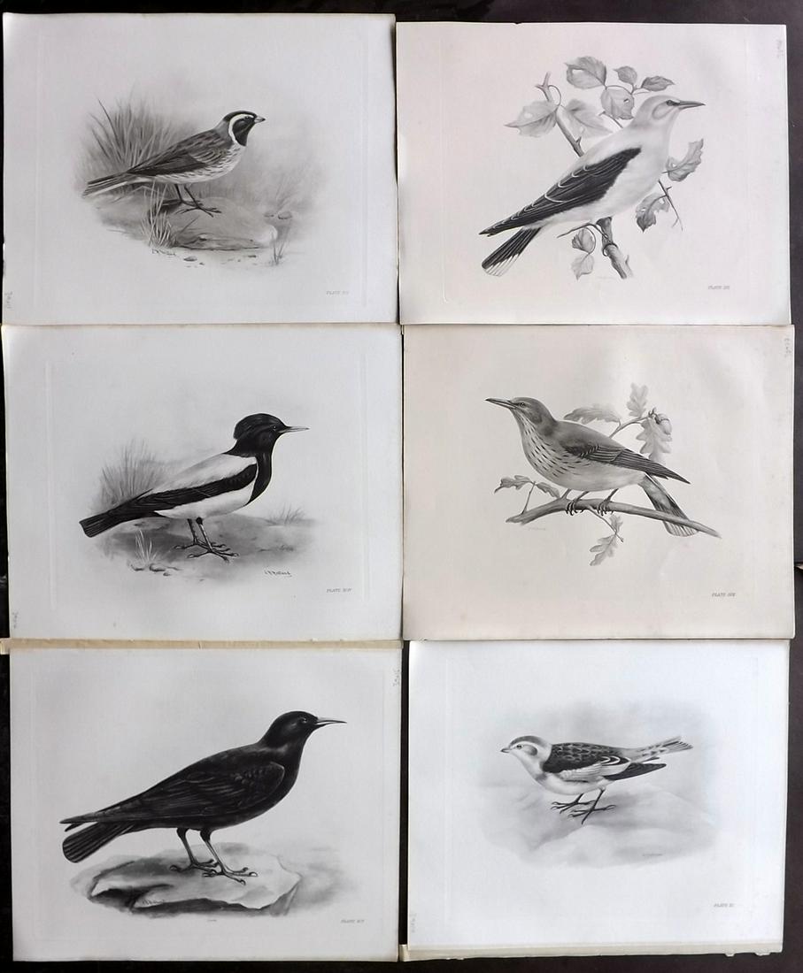 Medland & Stonham C1910 Lot of 6 Antique Birds Prints: Photgravures Published 1906-11, London for "The Birds of the British Islands" by Charles Stonham. Illustrated by Lilian M. Medland. Paper Size: 12.5 x 10 inch (32 x 25cm) Very minor background toning.