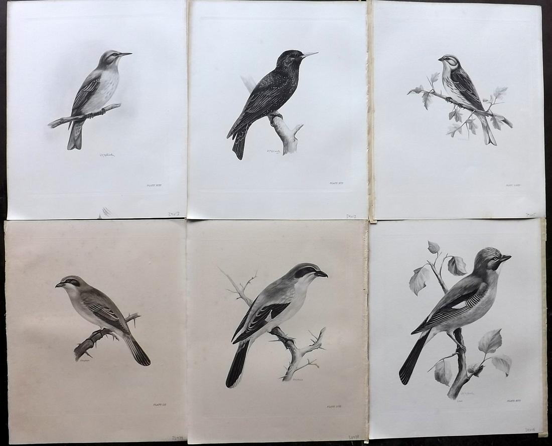 Medland & Stonham C1910 Lot of 6 Antique Birds Prints: Photgravures Published 1906-11, London for "The Birds of the British Islands" by Charles Stonham. Illustrated by Lilian M. Medland. Paper Size: 12.5 x 10 inch (32 x 25cm) Very minor background toning.