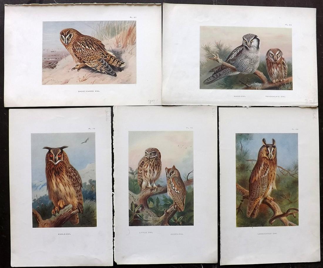 Thorburn, Archibald 1925 Lot of 5 Bird Prints. Owls (1 of 2)