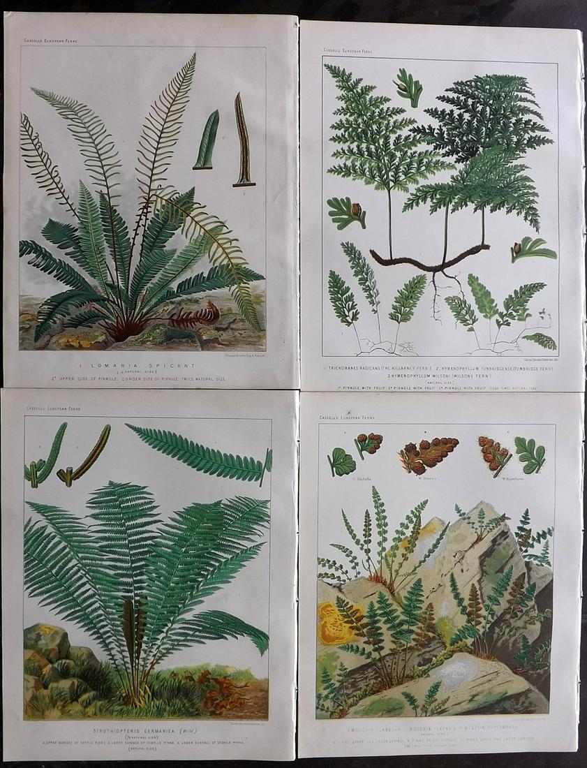 Britten, James 1881 Lot of 4 Antique Fern Prints (1 of 2)