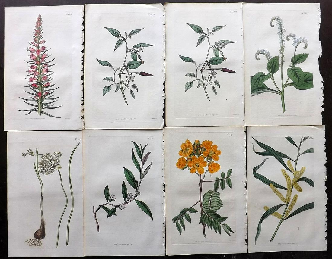 Curtis, William 1816 Lot of 8 HCol Botanical Prints (1 of 2)