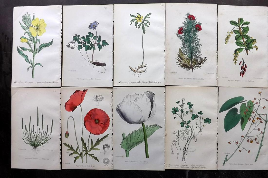 Hogg & Johnson C1870 Lot of 10 HCol Botanical Prints: Hand Coloured Lithographs Published 1863-1880, London for "The Wild Flowers of Great Britain" by Robert Hogg & George W. Johnson. Paper Size: 9 x 5.5 inch (23 x 14cm) Occasional backround tone spots. 