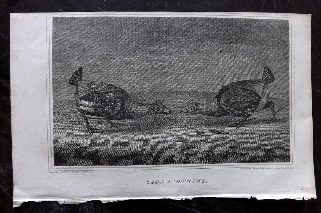 Cock Fighting 1820 Antique Bird Print (1 of 1)