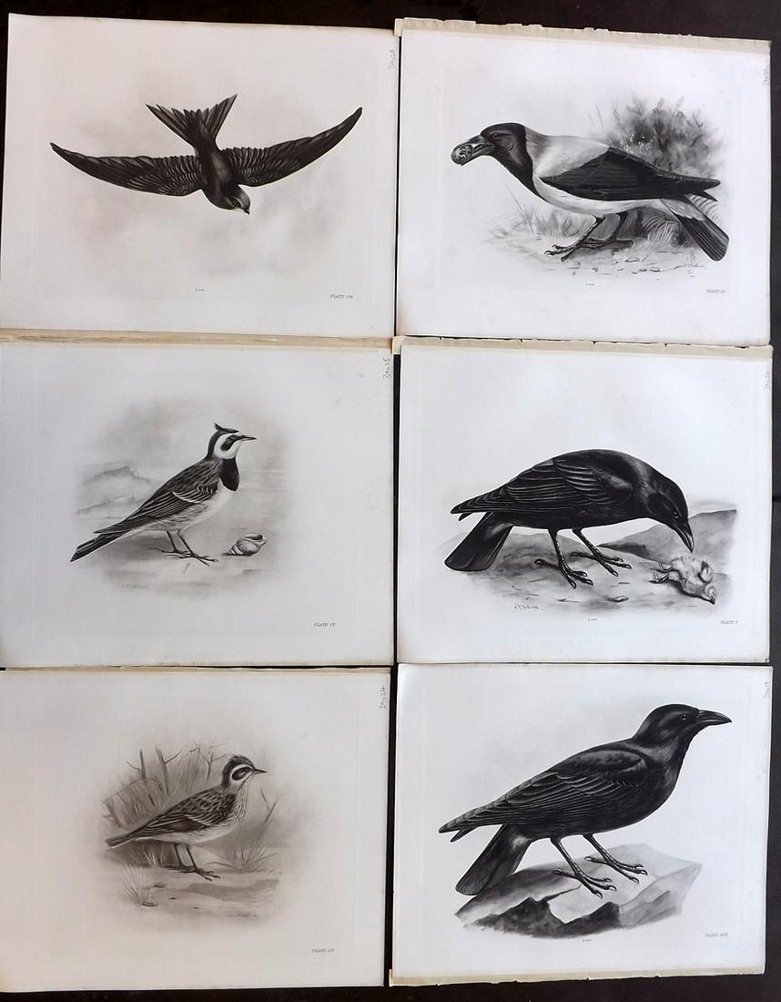 Medland & Stonham C1910 Lot of 6 Antique Birds Prints: Photgravures Published 1906-11, London for "The Birds of the British Islands" by Charles Stonham. Illustrated by Lilian M. Medland. Paper Size: 12.5 x 10 inch (32 x 25cm) Good Condition