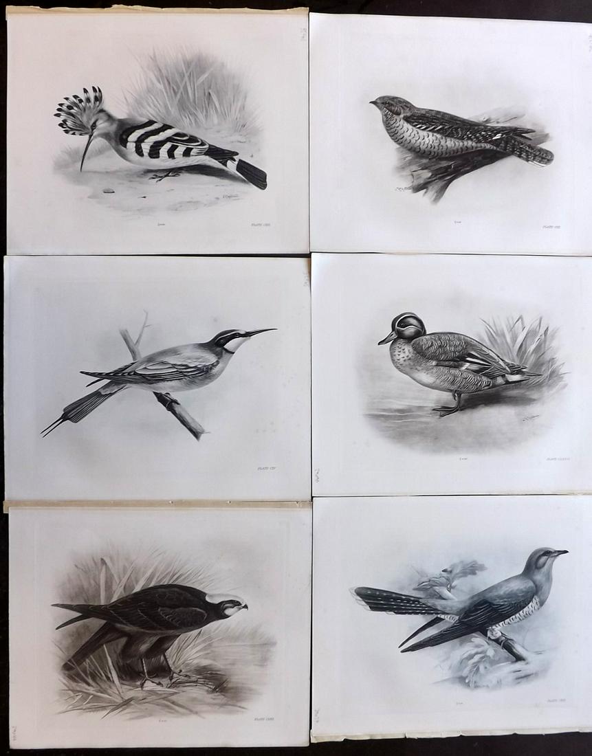 Medland & Stonham C1910 Lot of 6 Antique Birds Prints: Photgravures Published 1906-11, London for "The Birds of the British Islands" by Charles Stonham. Illustrated by Lilian M. Medland. Paper Size: 12.5 x 10 inch (32 x 25cm) Good Condition
