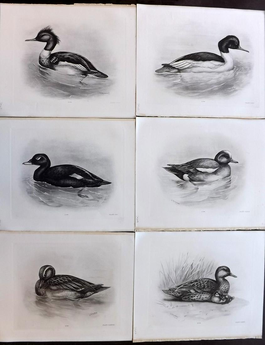 Medland & Stonham C1910 Lot of 6 Antique Birds Prints: Photgravures Published 1906-11, London for "The Birds of the British Islands" by Charles Stonham. Illustrated by Lilian M. Medland. Paper Size: 12.5 x 10 inch (32 x 25cm) Good Condition