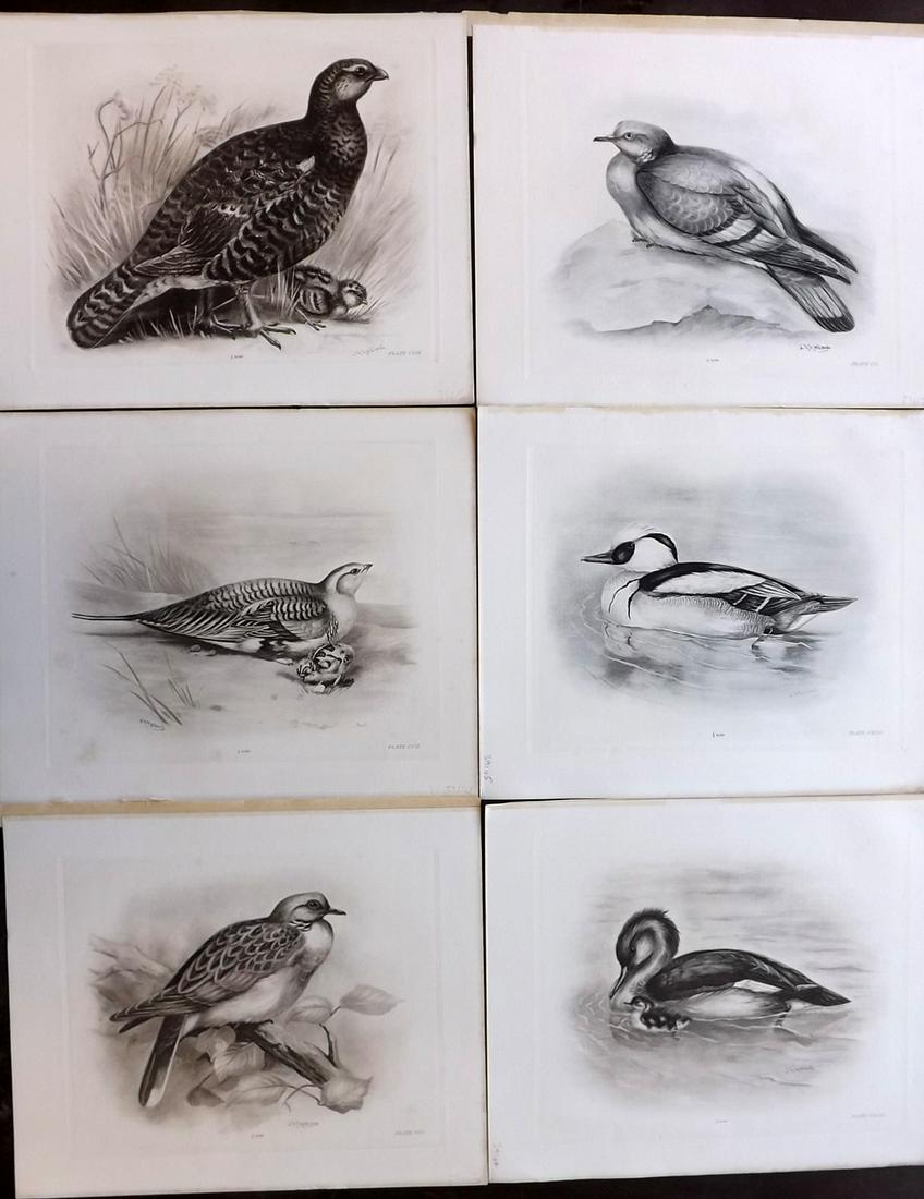 Medland & Stonham C1910 Lot of 6 Antique Birds Prints: Photgravures Published 1906-11, London for "The Birds of the British Islands" by Charles Stonham. Illustrated by Lilian M. Medland. Paper Size: 12.5 x 10 inch (32 x 25cm) Good Condition