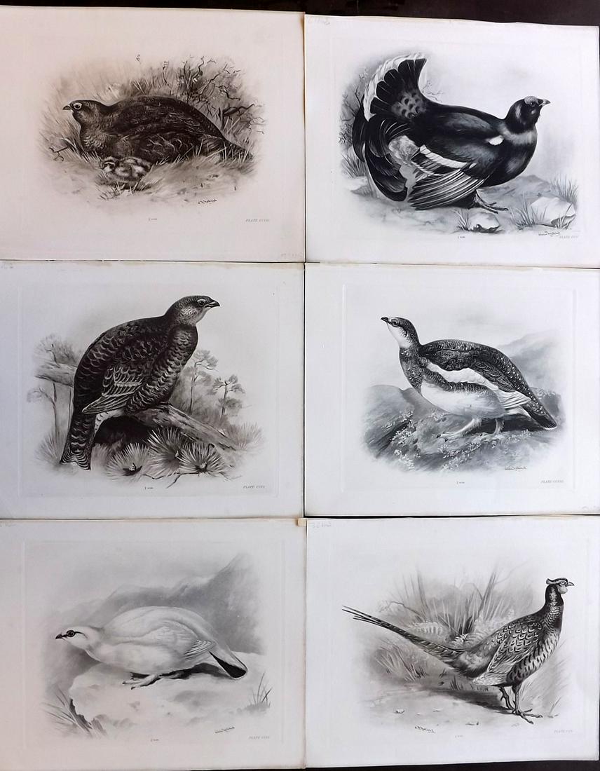 Medland & Stonham C1910 Lot of 6 Antique Birds Prints: Photgravures Published 1906-11, London for "The Birds of the British Islands" by Charles Stonham. Illustrated by Lilian M. Medland. Paper Size: 12.5 x 10 inch (32 x 25cm) Good Condition