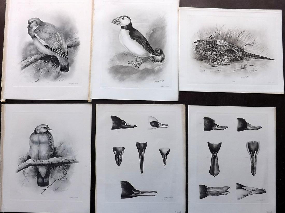 Medland & Stonham C1910 Lot of 6 Antique Birds Prints: Photgravures Published 1906-11, London for "The Birds of the British Islands" by Charles Stonham. Illustrated by Lilian M. Medland. Paper Size: 12.5 x 10 inch (32 x 25cm) Good Condition