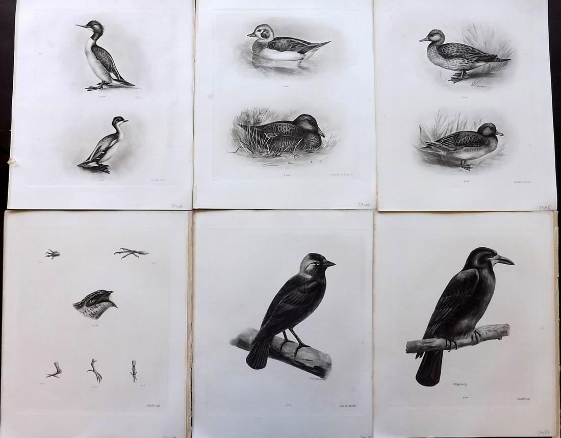 Medland & Stonham C1910 Lot of 6 Antique Birds Prints: Photgravures Published 1906-11, London for "The Birds of the British Islands" by Charles Stonham. Illustrated by Lilian M. Medland. Paper Size: 12.5 x 10 inch (32 x 25cm) Good Condition