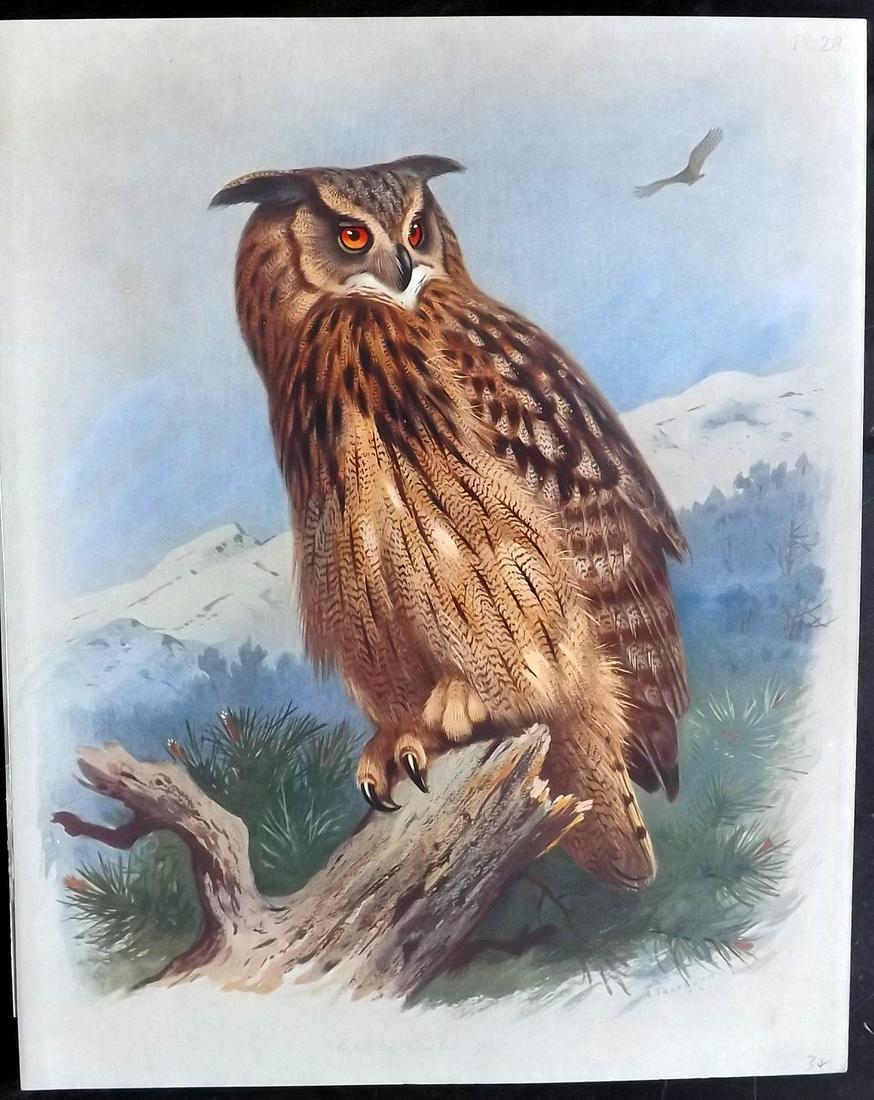 Thorburn, Archibald 1915 Rare Bird Print. Eagle Owl (1 of 2)