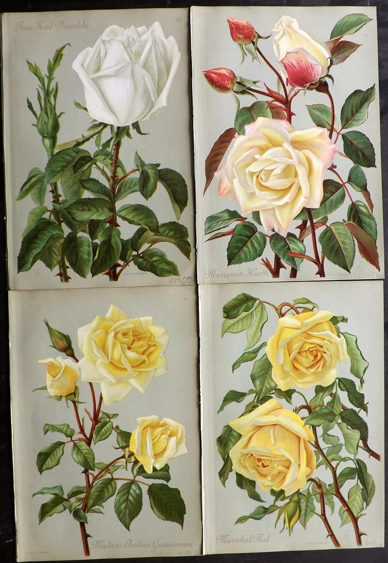 Hoffmann, Julius 1905 Lot of 4 Botanical Prints. Roses (1 of 2)