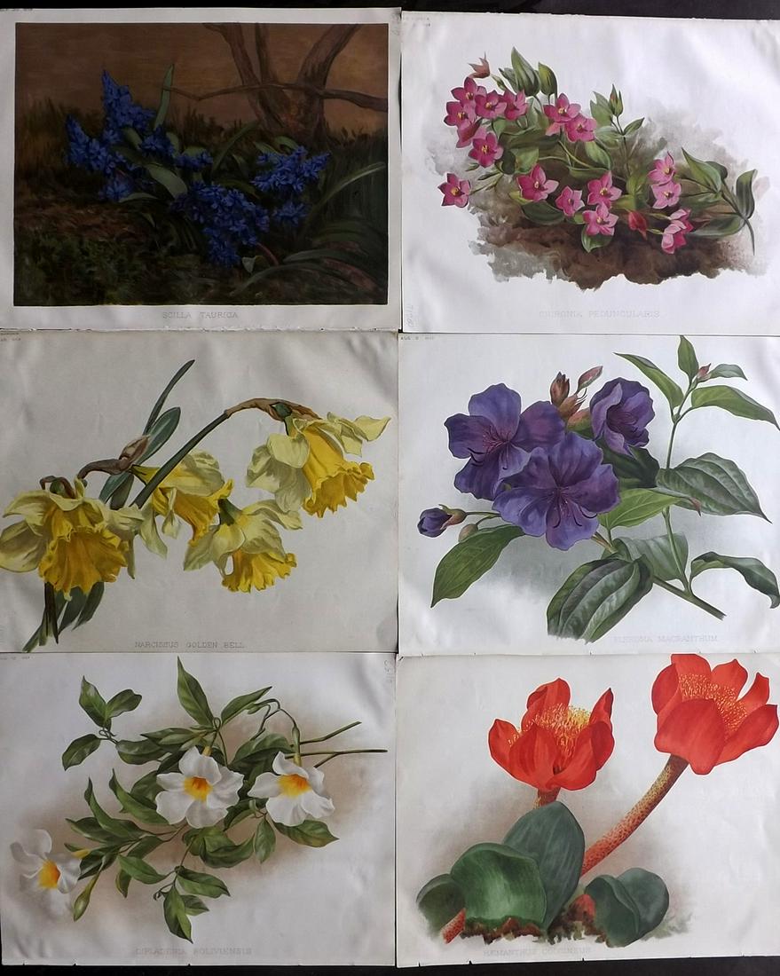 The Garden 1893 Lot of 6 Botanical Prints: Chromolithographs Published 1872-1927, London for "The Garden. An Illustrated Weekly Journal of Horticulture in all its Branches" Edited by William Robinson and others. Paper Size: 11.5 x 9 inch (29 x