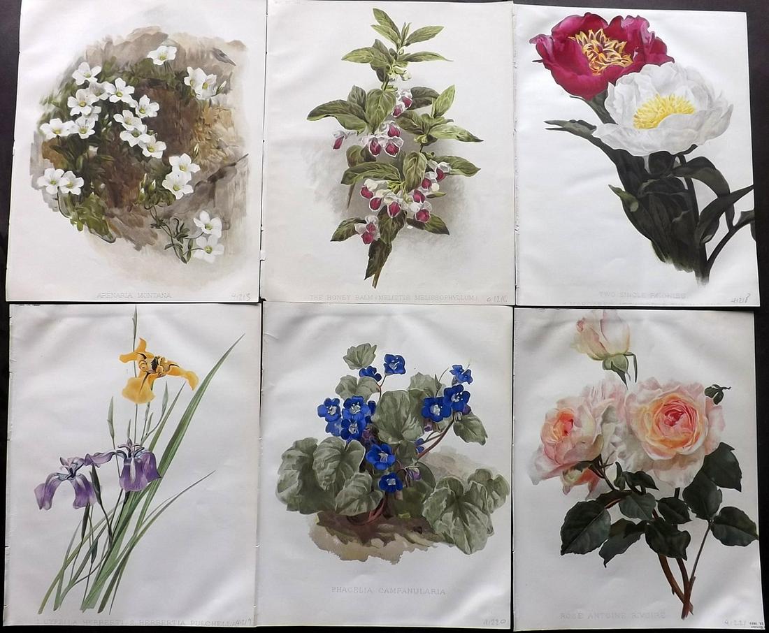 The Garden 1893 Lot of 6 Botanical Prints: Chromolithographs Published 1872-1927, London for "The Garden. An Illustrated Weekly Journal of Horticulture in all its Branches" Edited by William Robinson and others. Paper Size: 11.5 x 9 inch (29 x