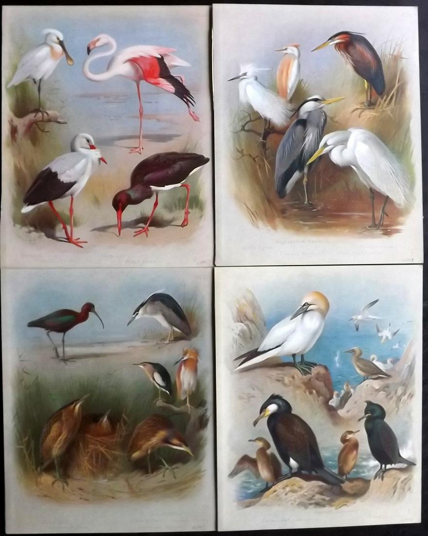 Thorburn, Archibald 1915 Lot of 4 Prints. Flamingo etc (1 of 2)