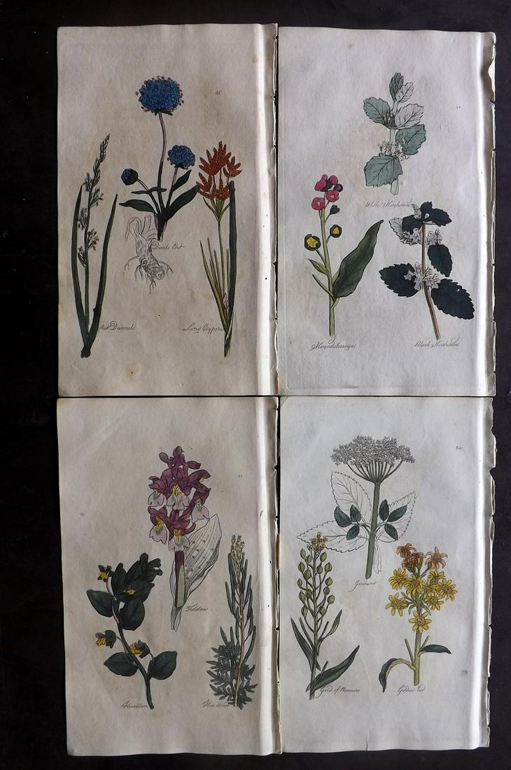 Hill, John 1812 Lot of 4 Hand Col Botanical Prints: Hand Colored Etchings Published 1812, Bungay, Suffolk for "The Family Herbal, or An Account of all those English Plants" by John Hill. Paper Size: 8 x 5 inch (21 x 12.5cm) Very minor background toning