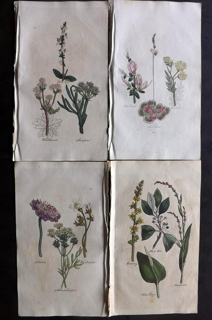 Hill, John 1812 Lot of 4 Hand Col Botanical Prints: Hand Colored Etchings Published 1812, Bungay, Suffolk for "The Family Herbal, or An Account of all those English Plants" by John Hill. Paper Size: 8 x 5 inch (21 x 12.5cm) Very minor background toning