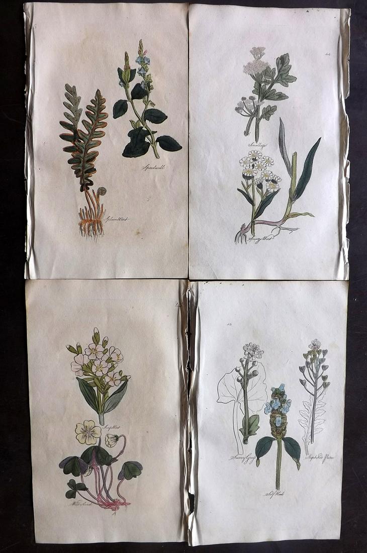 Hill, John 1812 Lot of 4 Hand Col Botanical Prints: Hand Colored Etchings Published 1812, Bungay, Suffolk for "The Family Herbal, or An Account of all those English Plants" by John Hill. Paper Size: 8 x 5 inch (21 x 12.5cm) Very minor background toning