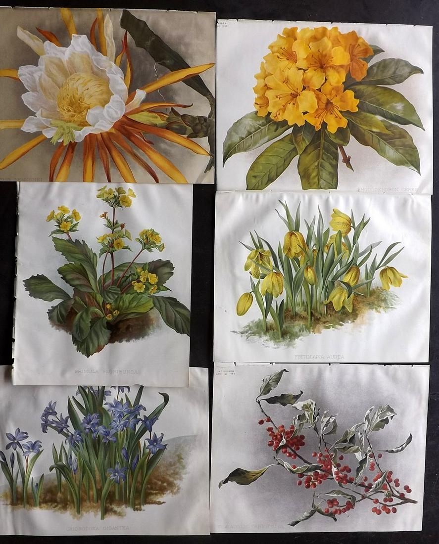 The Garden 1890's Lot of 6 Botanical Prints: Chromolithographs Published 1872-1927, London for "The Garden. An Illustrated Weekly Journal of Horticulture in all its Branches" Edited by William Robinson and others. Paper Size: 11.5 x 9 inch (29 x