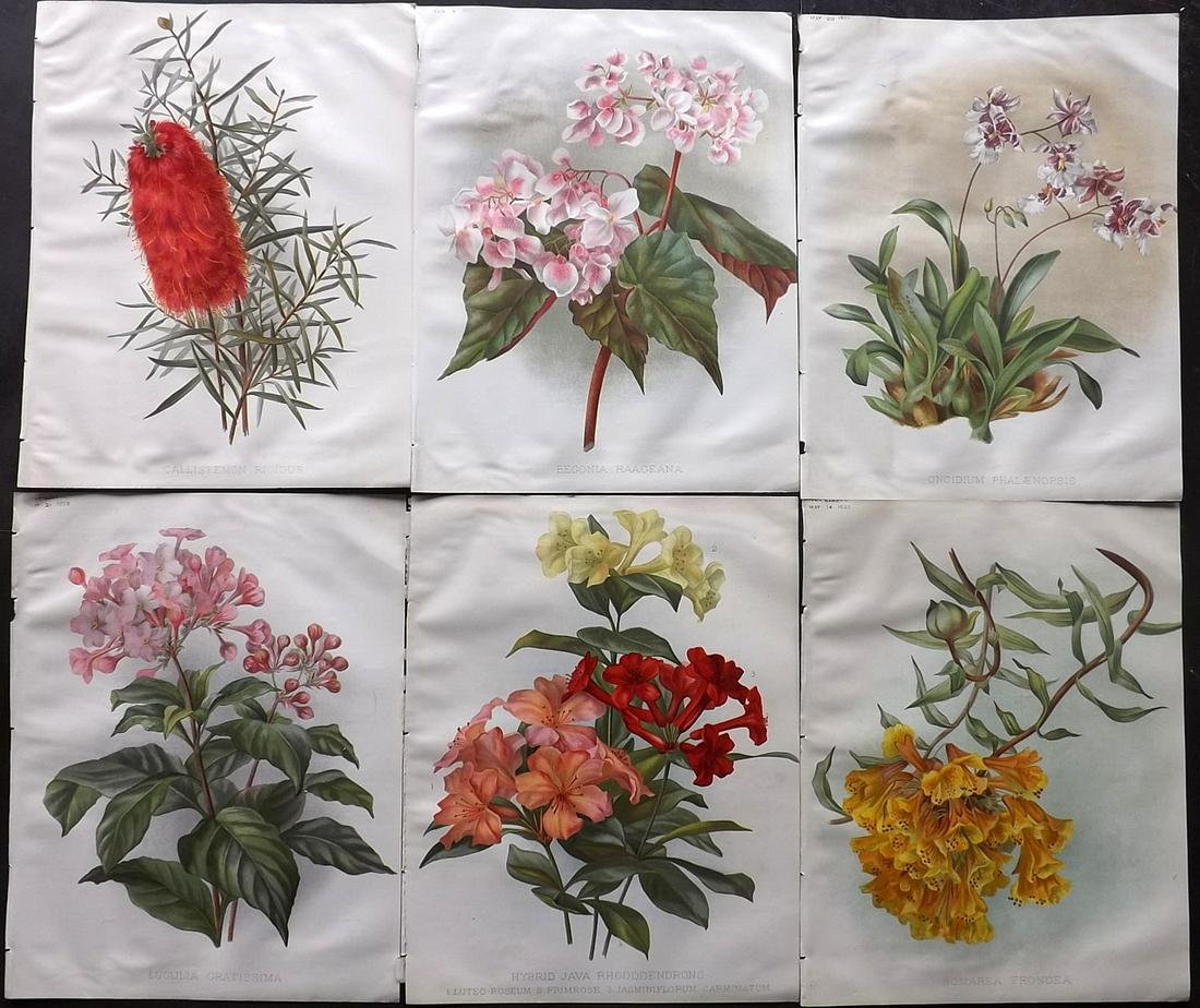 The Garden 1890's Lot of 6 Botanical Prints: Chromolithographs Published 1872-1927, London for "The Garden. An Illustrated Weekly Journal of Horticulture in all its Branches" Edited by William Robinson and others. Paper Size: 11.5 x 9 inch (29 x