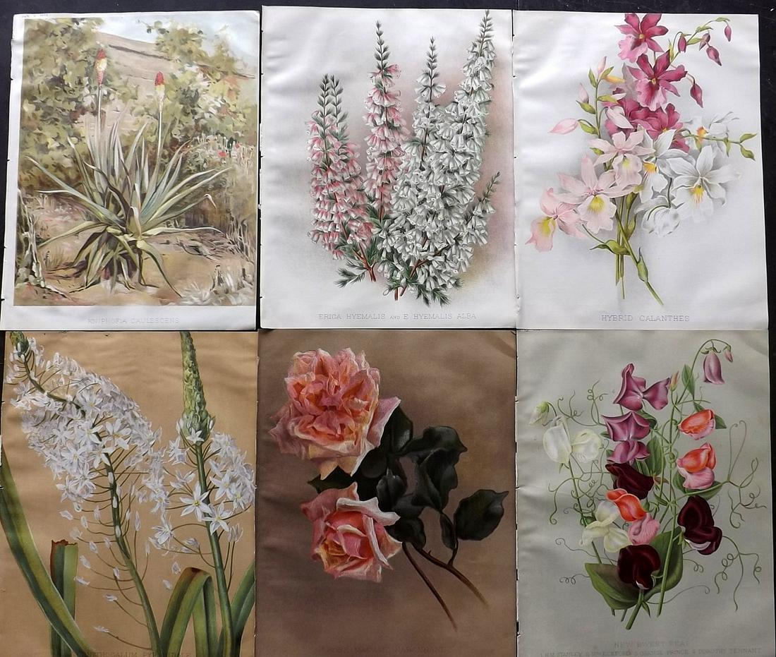 The Garden 1890's Lot of 6 Botanical Prints: Chromolithographs Published 1872-1927, London for "The Garden. An Illustrated Weekly Journal of Horticulture in all its Branches" Edited by William Robinson and others. Paper Size: 11.5 x 9 inch (29 x