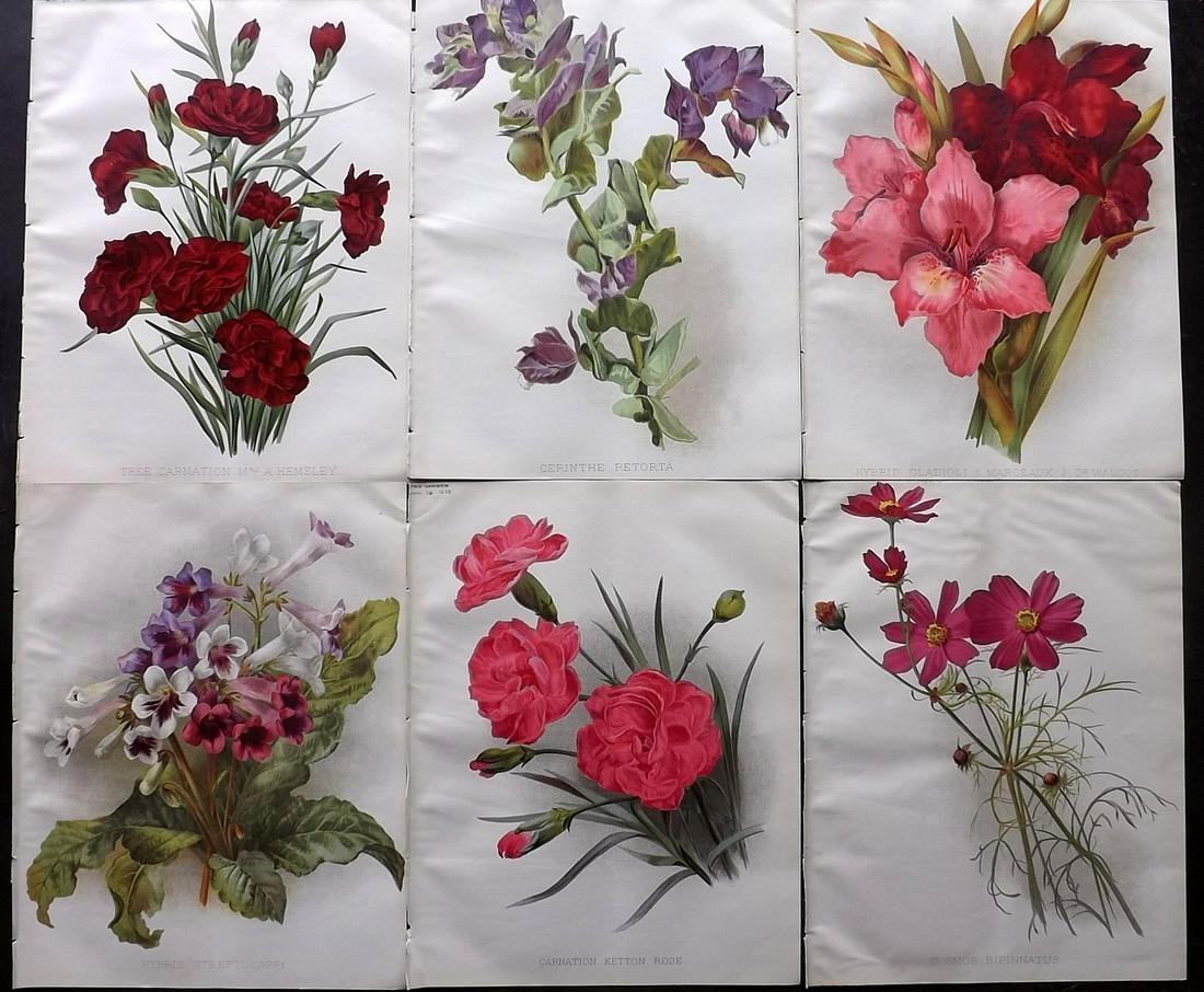 The Garden 1890's Lot of 6 Botanical Prints: Chromolithographs Published 1872-1927, London for "The Garden. An Illustrated Weekly Journal of Horticulture in all its Branches" Edited by William Robinson and others. Paper Size: 11.5 x 9 inch (29 x