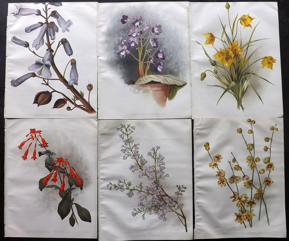 The Garden 1890's Lot of 6 Botanical Prints: Chromolithographs Published 1872-1927, London for "The Garden. An Illustrated Weekly Journal of Horticulture in all its Branches" Edited by William Robinson and others. Paper Size: 11.5 x 9 inch (29 x
