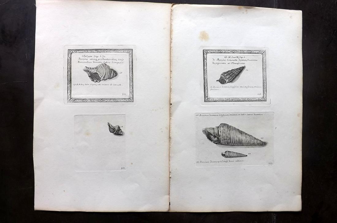 Lister, Martin 1823 Pair of Rare Folio Shell Prints: Folio Coppers Plate Published 1823, London for "Historia sive synopsis methodica Conchyliorum..." by Martin Lister. Engraved by Susanna and Anna Lister. Rare. Paper Size: 14.5 x 9.5 inch (37 x 24cm) A
