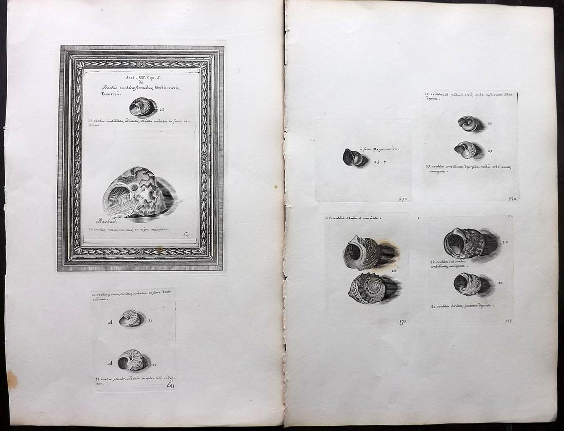 Lister, Martin 1823 Pair of Rare Folio Shell Prints: Folio Coppers Plate Published 1823, London for "Historia sive synopsis methodica Conchyliorum..." by Martin Lister. Engraved by Susanna and Anna Lister. Rare. Paper Size: 14.5 x 9.5 inch (37 x 24cm) A