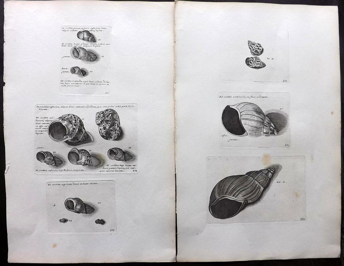 Lister, Martin 1823 Pair of Rare Folio Shell Prints: Folio Coppers Plate Published 1823, London for "Historia sive synopsis methodica Conchyliorum..." by Martin Lister. Engraved by Susanna and Anna Lister. Rare. Paper Size: 14.5 x 9.5 inch (37 x 24cm) A