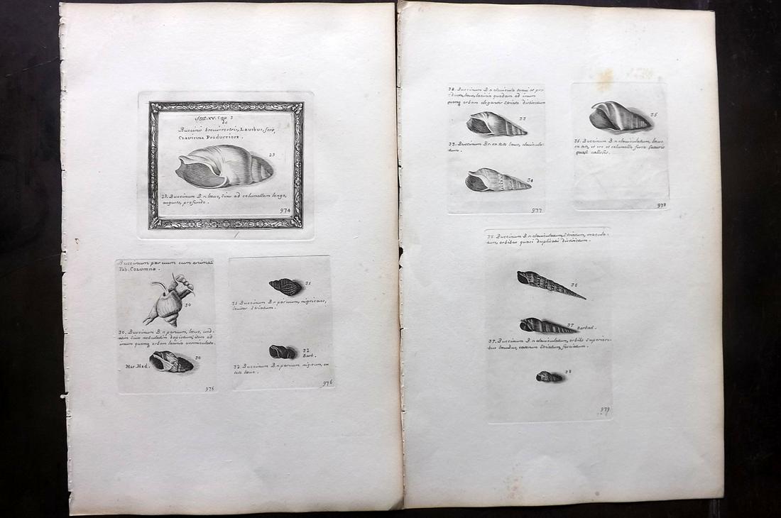 Lister, Martin 1823 Pair of Rare Folio Shell Prints: Folio Coppers Plate Published 1823, London for "Historia sive synopsis methodica Conchyliorum..." by Martin Lister. Engraved by Susanna and Anna Lister. Rare. Paper Size: 14.5 x 9.5 inch (37 x 24cm) A