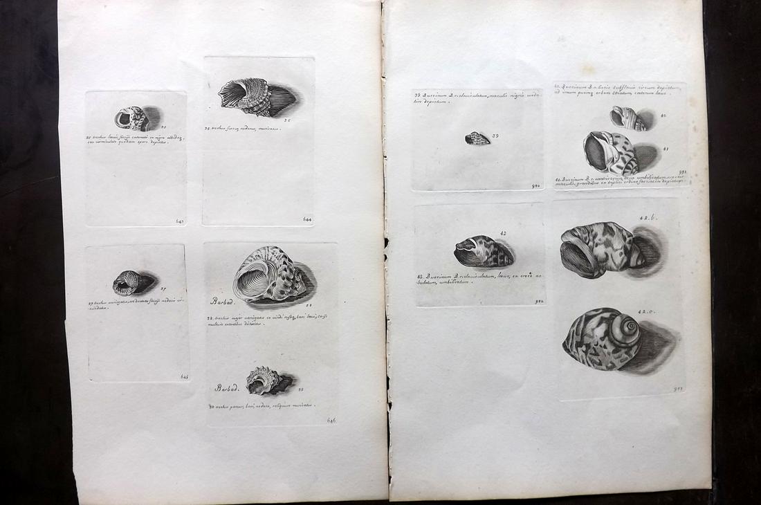 Lister, Martin 1823 Pair of Rare Folio Shell Prints: Folio Coppers Plate Published 1823, London for "Historia sive synopsis methodica Conchyliorum..." by Martin Lister. Engraved by Susanna and Anna Lister. Rare. Paper Size: 14.5 x 9.5 inch (37 x 24cm) A