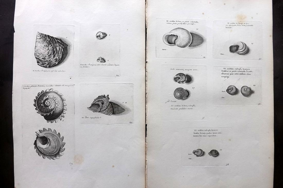 Lister, Martin 1823 Pair of Rare Folio Shell Prints: Folio Coppers Plate Published 1823, London for "Historia sive synopsis methodica Conchyliorum..." by Martin Lister. Engraved by Susanna and Anna Lister. Rare. Paper Size: 14.5 x 9.5 inch (37 x 24cm) A