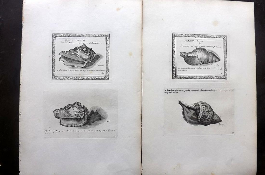 Lister, Martin 1823 Pair of Rare Folio Shell Prints: Folio Coppers Plate Published 1823, London for "Historia sive synopsis methodica Conchyliorum..." by Martin Lister. Engraved by Susanna and Anna Lister. Rare. Paper Size: 14.5 x 9.5 inch (37 x 24cm) A