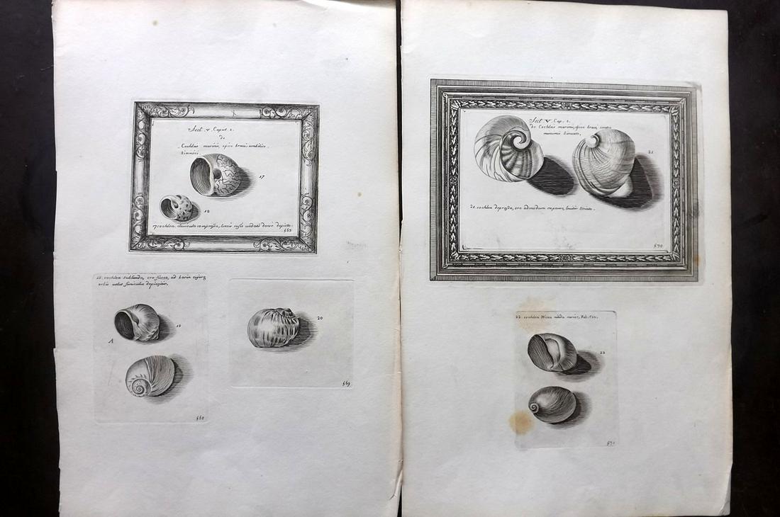 Lister, Martin 1823 Pair of Rare Folio Shell Prints: Folio Coppers Plate Published 1823, London for "Historia sive synopsis methodica Conchyliorum..." by Martin Lister. Engraved by Susanna and Anna Lister. Rare. Paper Size: 14.5 x 9.5 inch (37 x 24cm) A