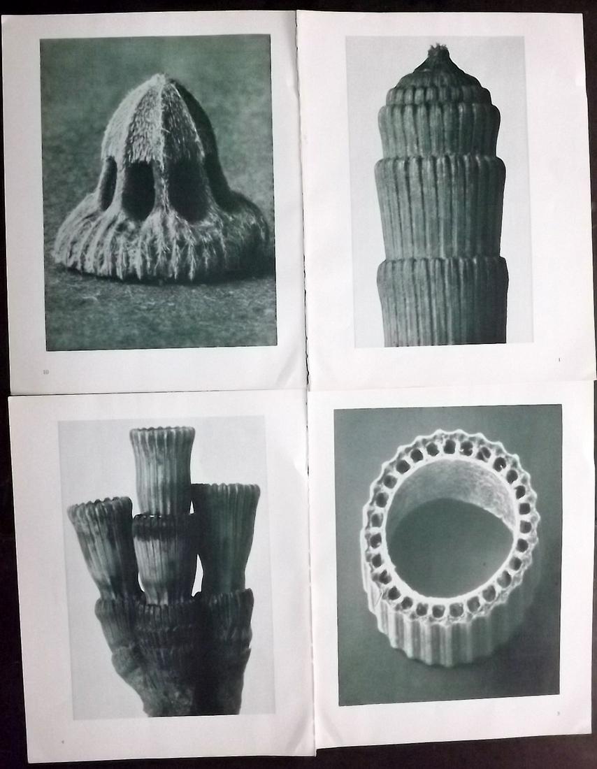 Blossfeldt, Karl 1941 Lot of 4 Botanical Prints: Photogravures Published 1941, Berlin for "Urformen der Kunst" by Karl Blossfeldt. Printed both sides, with no show through. Paper Size: 12.5 x 9.5 inch (32 x 24cm) Good Condition